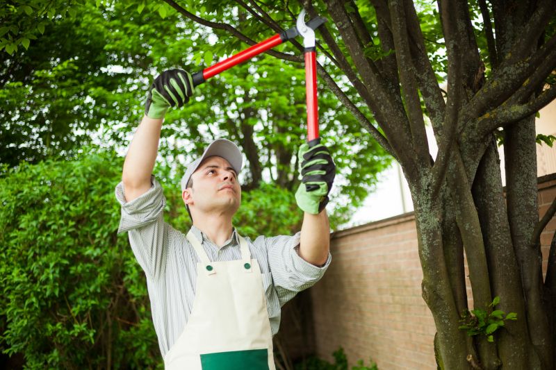 Specialized Tree and Shrub Care Providers