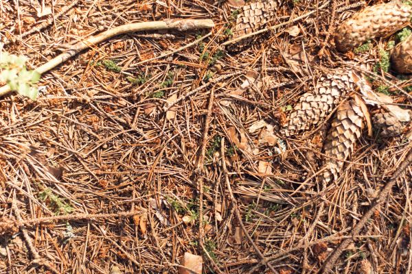 Cost of Pine Needles Removal in Corona