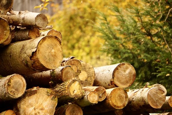 Wood Pile Removal in Corona