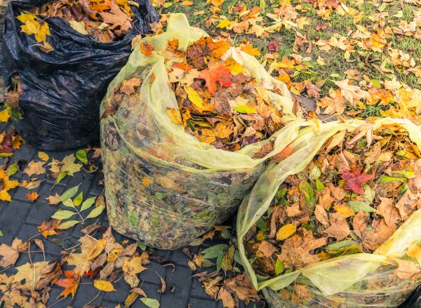 Yard Cleanup Service in Corona