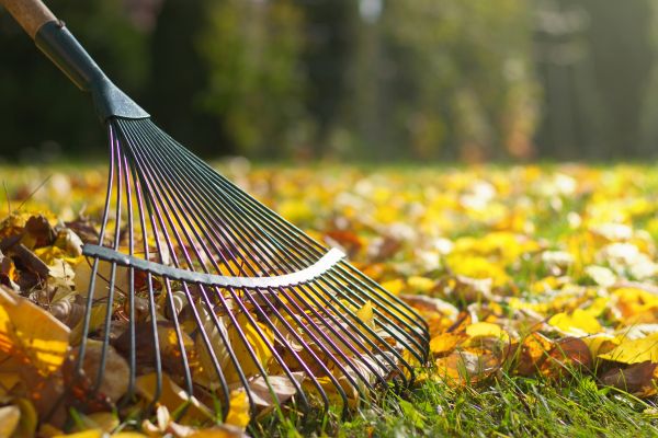Leaf Raking Service in Corona