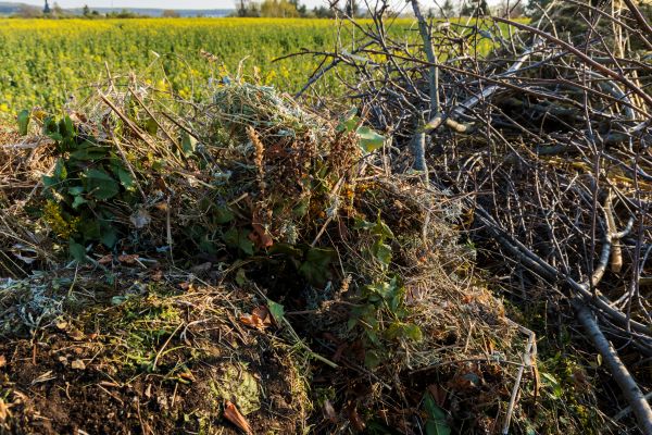 Brush Disposal in Corona