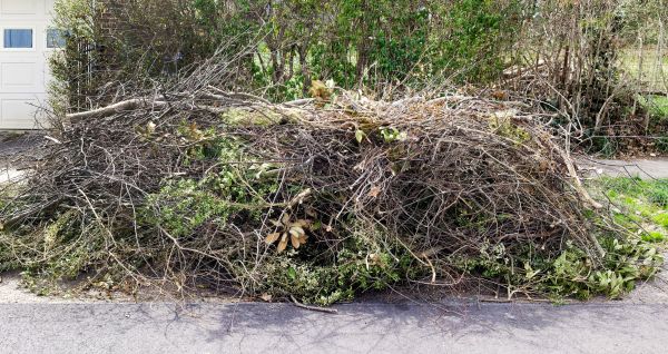 Tree Limb Cleanup in Corona