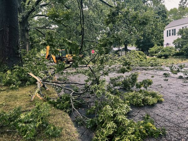 Tree Branch Disposal in Corona