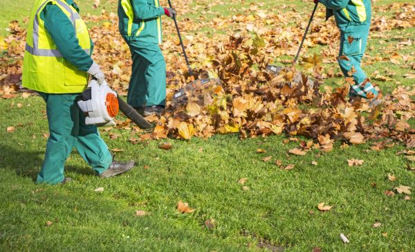 Cost of Leaf Maintenance in Corona