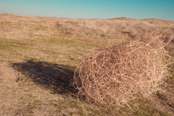 Tumbleweed Removal in Corona