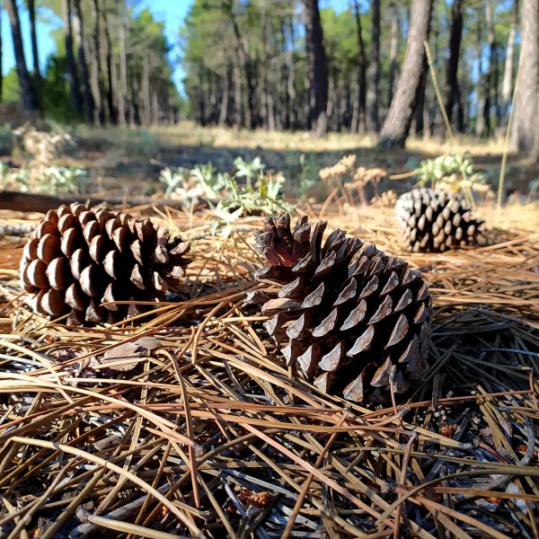 Cost of Pine Cone Removal in Corona