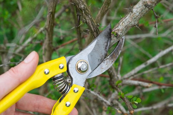 Limbs Removal in Corona