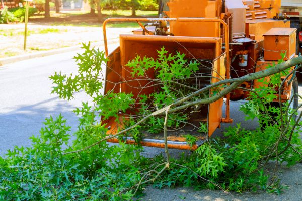 Tree Branches Removal in Corona