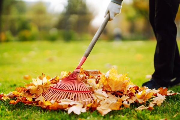 Cost of Ditch Leaf Removal in Corona