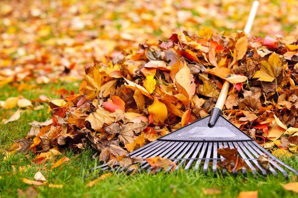 Yard Leaf Removal in Corona