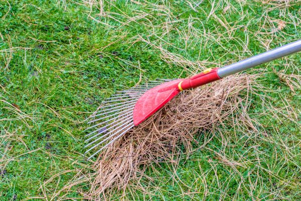 Yard Raking in Corona