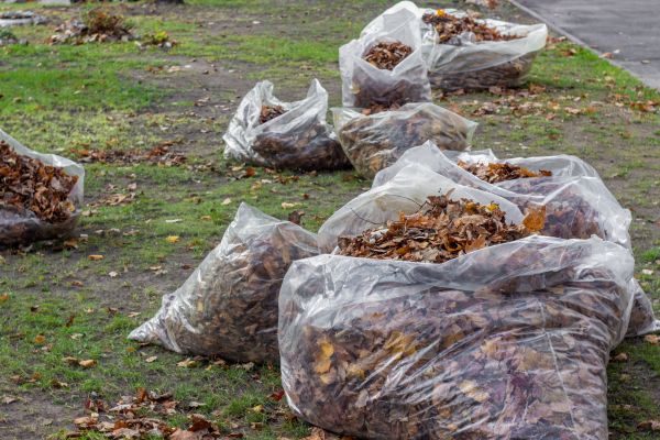 Cost of Leaf Pile Disposal in Corona