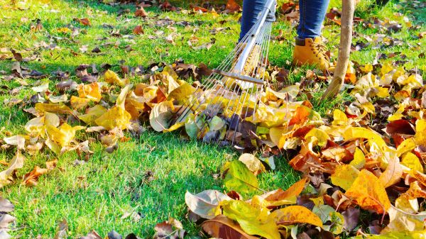 Lawn Cleanup Service in Corona