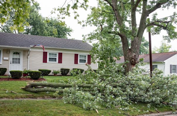 Fallen Branch Removal in Corona