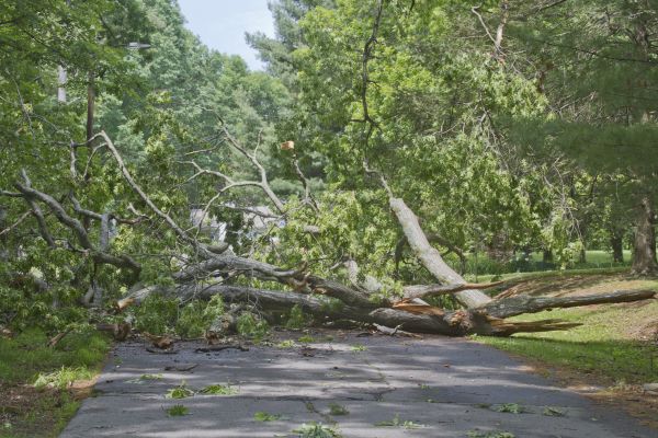 Tree Debris Removal in Corona